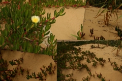carpobrotus-edulis-4
