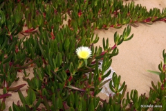 carpobrotus-edulis