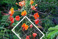 cesalpinia-pulcherima
