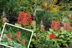 clerodendron-paniculatum-2