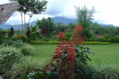 clerodendron-paniculatum-3