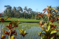 croton