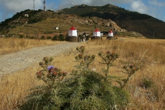 cynara-cardunculus-2