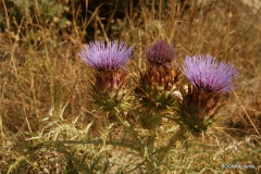 cynara-cardunculus-3