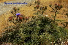 cynara-cardunculus