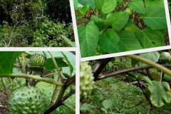 datura-metel