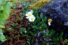 dryas-octopetala