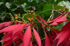 euphorbia-pulcherima-2