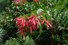 euphorbia-pulcherima
