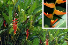 heliconia-rostrata