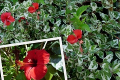 hibiscus-chinensis