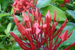ixora-2