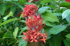ixora-3