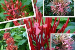 ixora