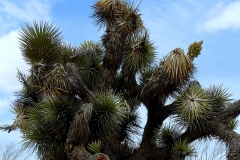 joshue-tree-yucca-brevifolia-1