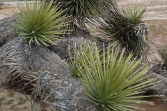 joshue-tree-yucca-brevifolia-2