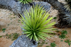 joshue-tree-yucca-brevifolia-3