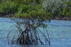 mangrove-3