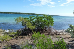 mangrove