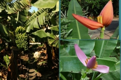 musa-x-paradisica