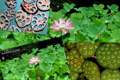 nelumbo-nucifera