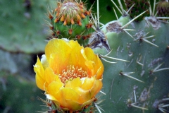 opuntia-3