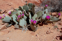 opuntia-basilaris-2