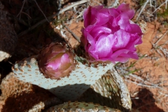opuntia-basilaris-3