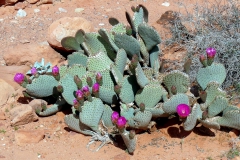 opuntia-basilaris