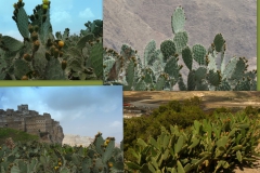 opuntia