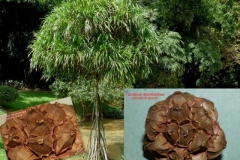 pandanus-2