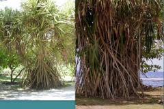 pandanus