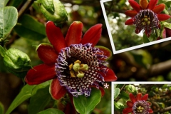 passiflora-2