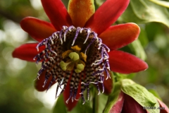 passiflora