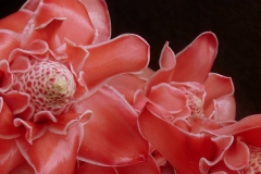 phaeomeria-magnifica-etlingera-elatior