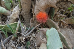 scadoxus-multiflorus-2