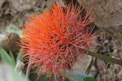 scadoxus-multiflorus-3