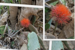 scadoxus-multiflorus-4