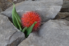 scadoxus-multiflorus