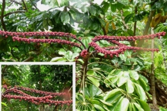schefflera-actinophylla