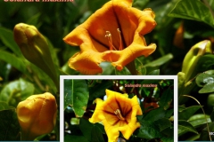 solandra-maxima