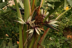 strelitzia-nicolai