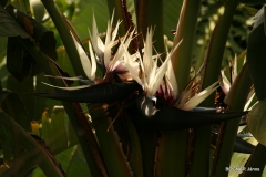 strelitzia-nikolai-3