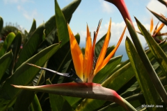 strelitzia-reginae-2