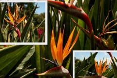 strelitzia-reginae-4