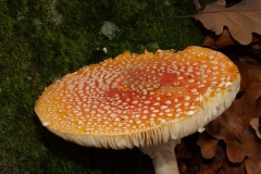 Amanita muscaria - légyölő galóca