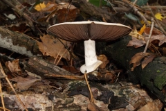 agaricus-0silvicola-erdei-csiperke