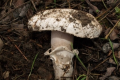 agaricus-bitorquis