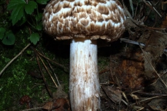 agaricus-fuscofibrillosus