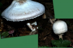 agaricus-macrocarpus-termetes-csiperke